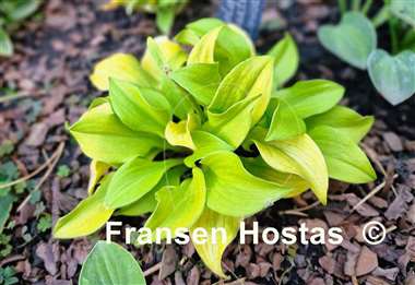 Hosta Gold Hearted Mouse